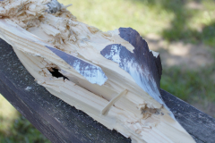 20250614_LJ_Koenigsschiessen_081